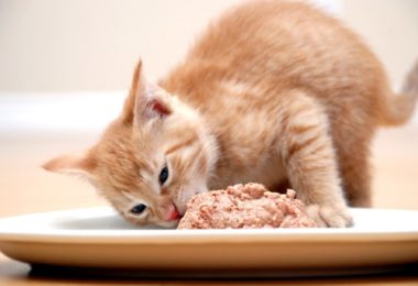 Melhor ração úmida para gatos