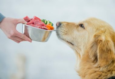 O que faz uma ração para pets ser completa e balanceada?
