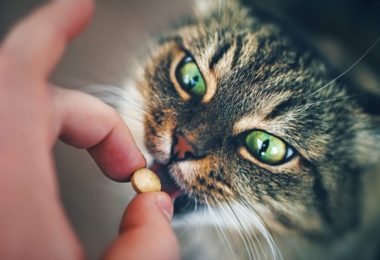 Gatos precisam tomar suplementos?