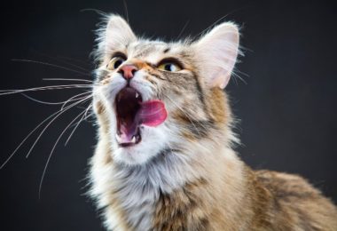 Por que a taurina é tão importante para os gatos?