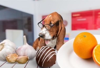 10 alimentos que seu cachorro NUNCA deve comer