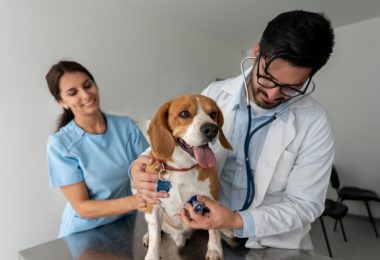 Cinco perguntas que todo pai de pet deveria fazer ao médico veterinário