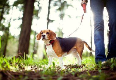 Por que os cachorros devem usar guia e coleira?