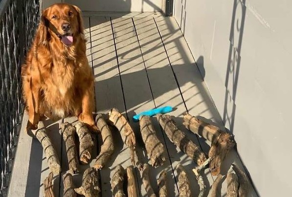 Conheça o “cãolecionador” de gravetos