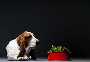 Os cães podem comer peru?