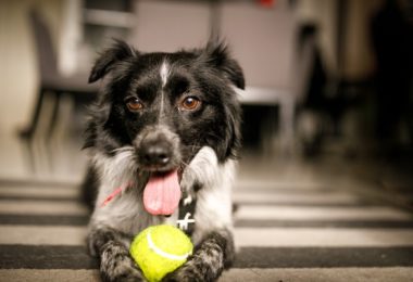 Quatro benefícios dos exercícios para cachorros