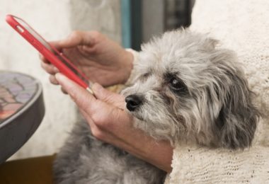 Pesquisa revela que usuários trocariam cachorro por celular