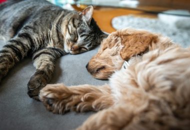 Governo sanciona lei que aumenta pena para crimes contra pets