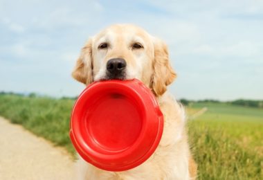 Cachorro enjoa de ração?