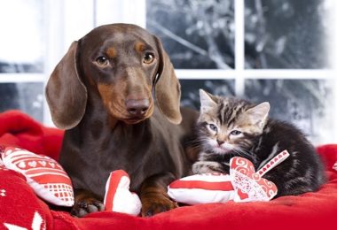 Setembro Vermelho: mês dos cuidados com o coração dos pets