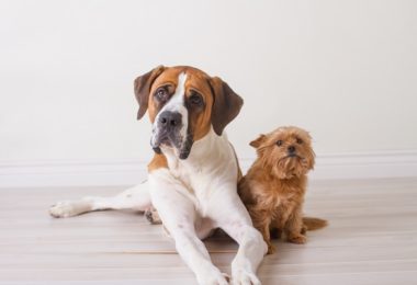 Cachorros grandes são mais fáceis de treinar do que pequenos?