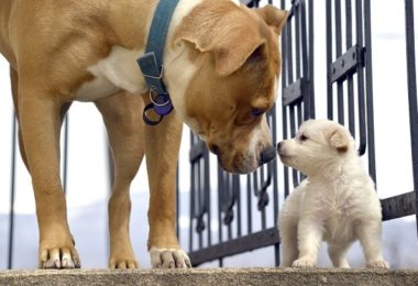 A importância das partículas adaptadas para cães