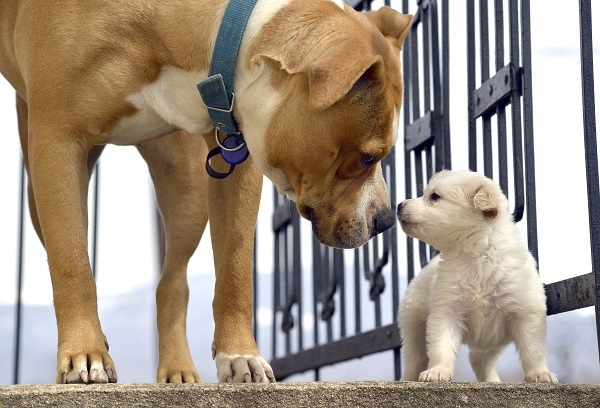 A importância das partículas adaptadas para cães