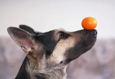 Cachorro pode comer laranja?