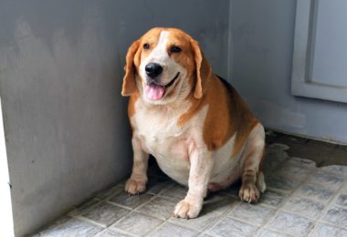 Sete formas de ajudar o seu cachorro a emagrecer
