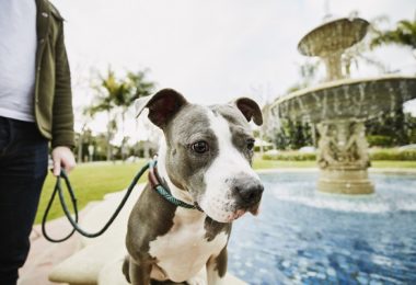 Sete motivos para passear com seu cachorro