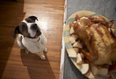 Como fazer um cachorro parar de pedir comida