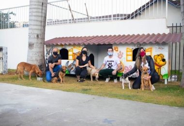 Voluntários criam “cãodomínio” para pets de rua