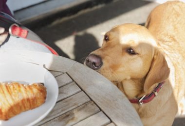 Cinco razões para não dar comida humana para seu cachorro