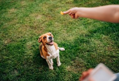 Benefícios dos petiscos orgânicos para pets