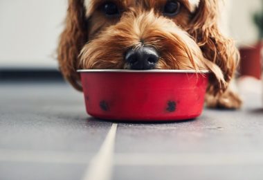 Ranking das rações para cães mais vendidas em 2020