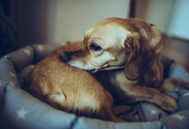 Cachorros e gatos podem ser alérgicos a frango?