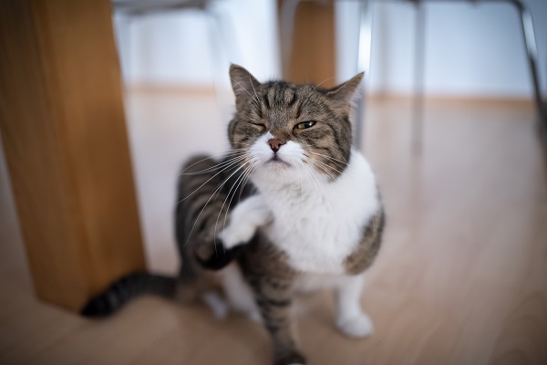 Gato se coçando
