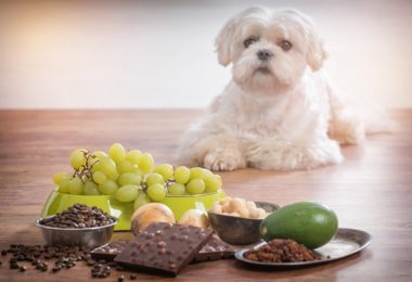 Oito alimentos que seu cachorro NUNCA deve comer