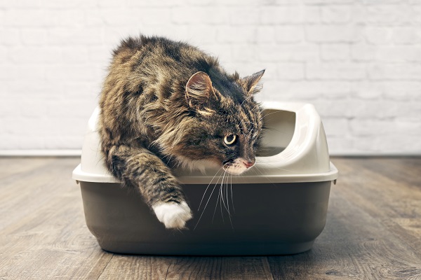 Cuidados básicos com gatos que costumam ter cistite idiopática felina
