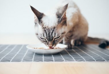 Sete alimentos humanos que os gatos podem comer
