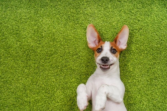 Cão com síndrome de down existe? Saiba mais sobre!