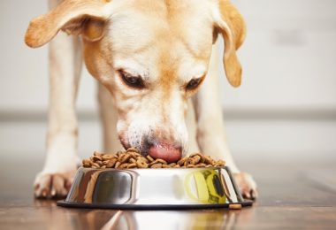 Melhores rações super premium para cães adultos