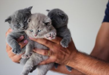 Quando os filhotes de gato mudam a cor dos seus olhos?