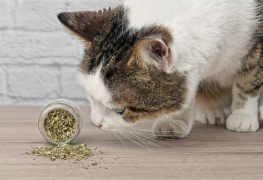 Receita de cookies com Catnip para gatos