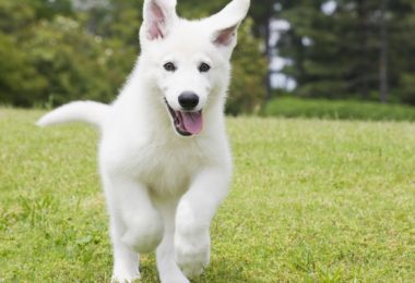 Seis formas de deixar seu cachorro mais feliz hoje
