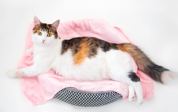 Como é a gestação de gato: fases e cuidados