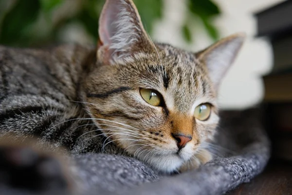 Vamos falar sobre o espaço pessoal dos cães?