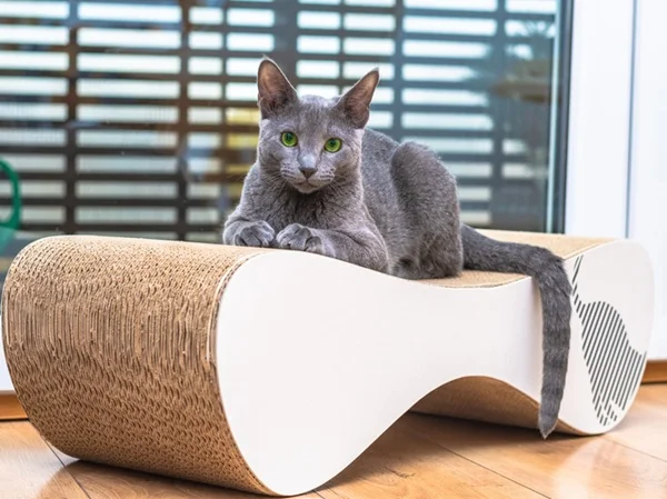 Gato sobre o arranhador.