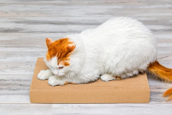 Gato usando arranhador de papelão.