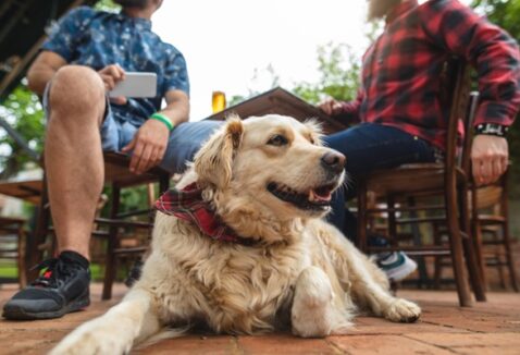 Pet friendly: o que significa e quais lugares são adeptos?