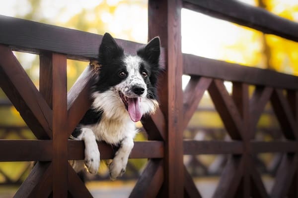 Border Collie