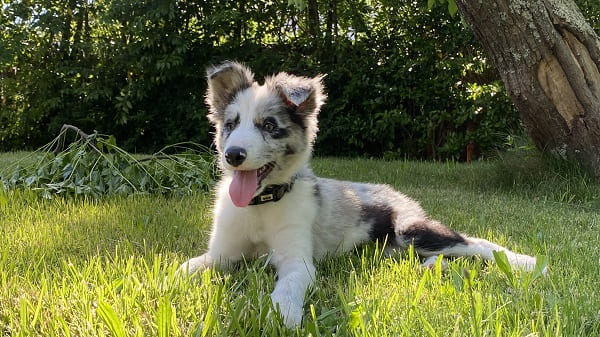 Border Collie filhote