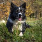 Border Collie na grama