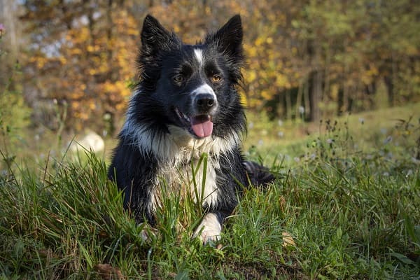 Border Collie na grama