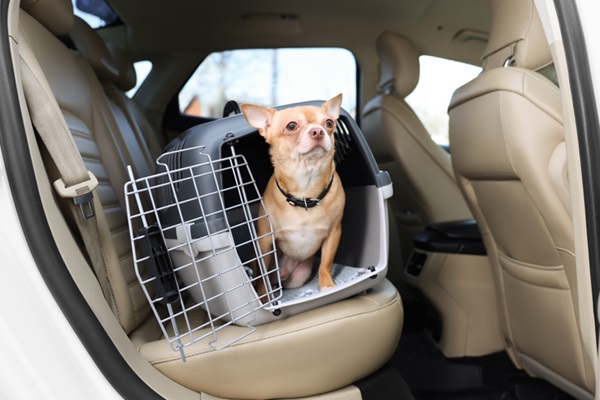 Cachorro em caixa de transporte. 