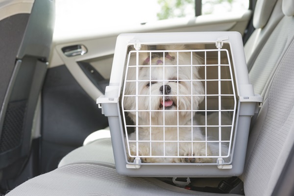 Caixa de transporte para cachorro. 