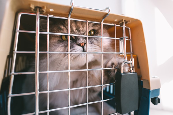 Gato nervoso com a caixa de transporte.