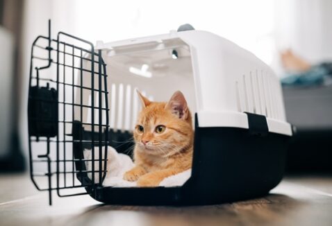 Caixa de transporte: como escolher o melhor modelo para viajar com cachorro ou gato