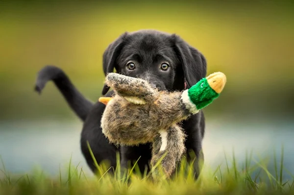 Cachorro filhote com brinquedo de pelúcia na boca