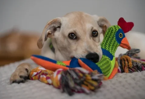 Confira os 10 melhores brinquedos para cachorro